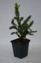 Picea abies Wills dwarf